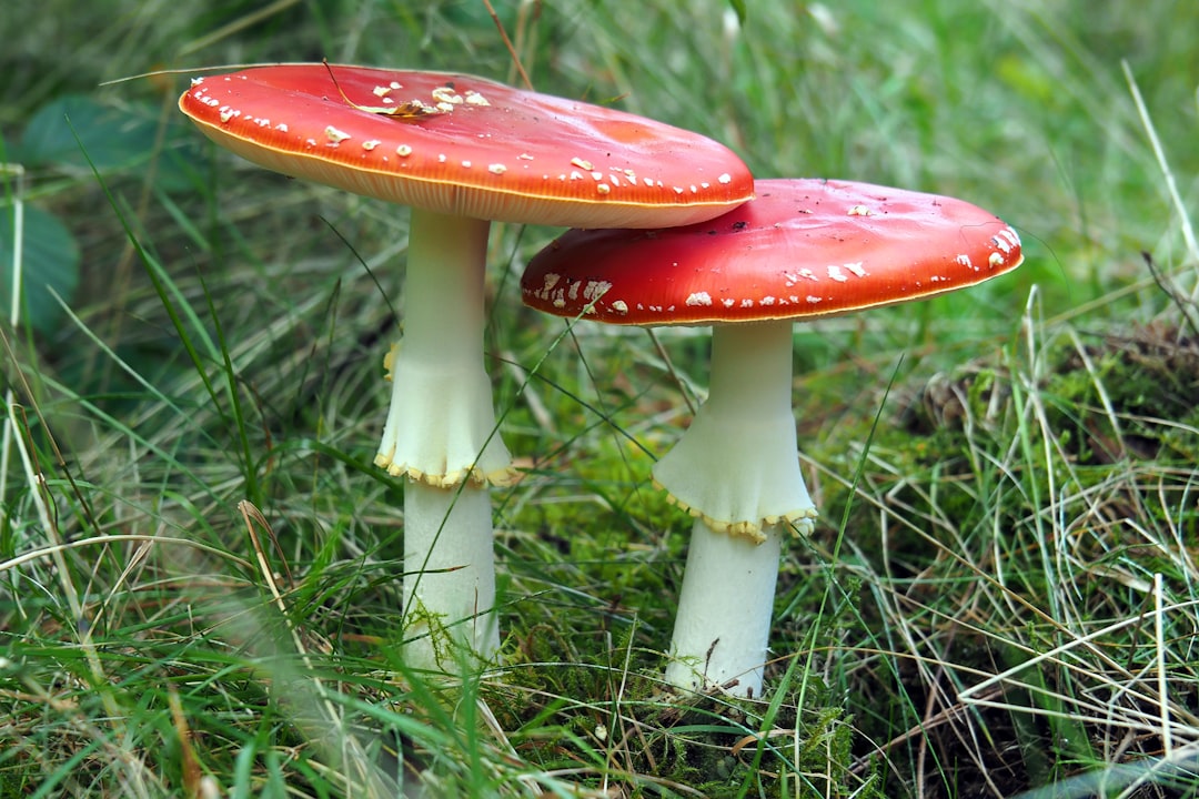 Photo mushrooms